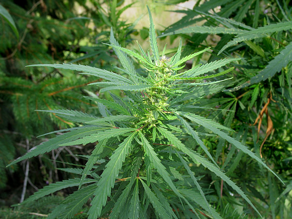 La Géorgie légalise l’usage personnel du cannabis