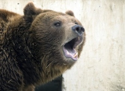 L’ours a détruit deux ruches et un poirier au village de Goghtanik dans la région de Tavouch au nord-est de l’Arménie