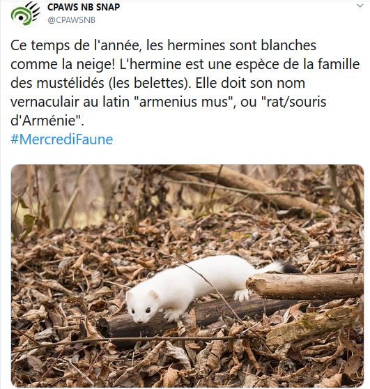 « armenius mus », ou « rat/souris…
					Article complet reservé aux abonnés