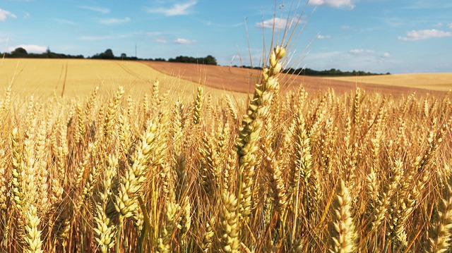 Crise alimentaire régionale inévitable