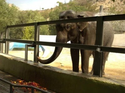 La cage de Bunka, le seul éléphant du zoo de Yerevan, est trop petite, les responsables envisagent d’acquérir un deuxième éléphant et agrandir l’espace