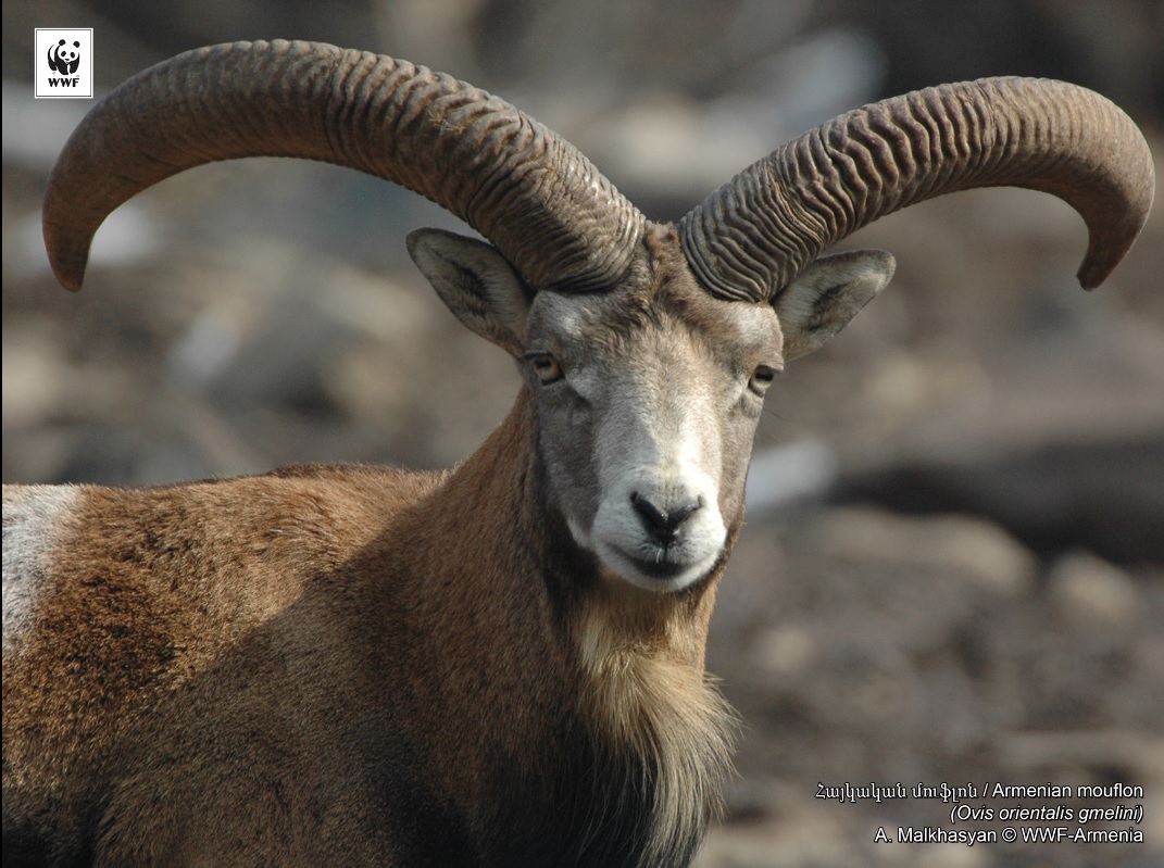 Des mouflons arméniens ont été enregistrés dans les montagnes de Zangezur la région de Syunik au sud de l’Arménie