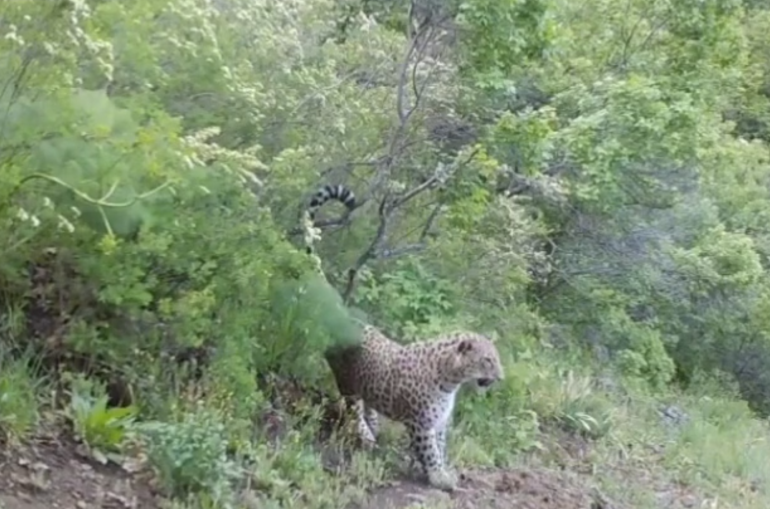 Dans la Forêt de Khosrov en Arménie, les caméras ont filmé le léopard du Caucase dont 10 individus vivrait en Arménie et à peine un millier dans le monde