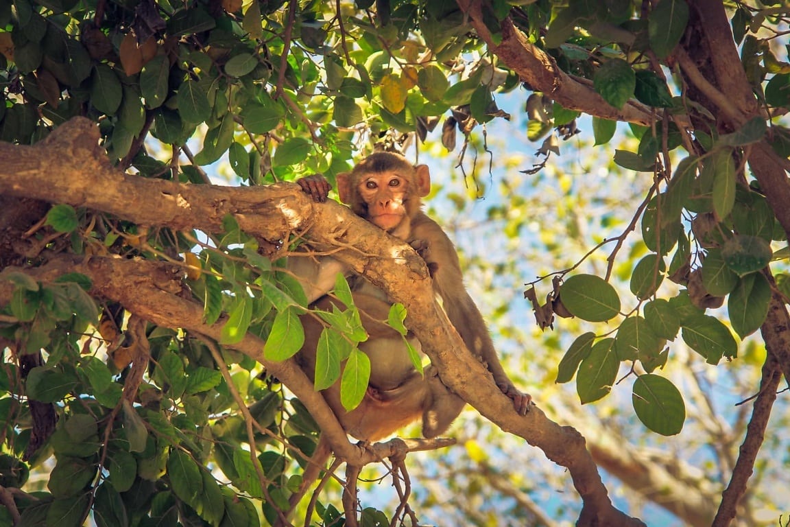 L’Arménie interdit l’importation et le transit de rongeurs et de primates en raison de craintes liées à la variole du singe