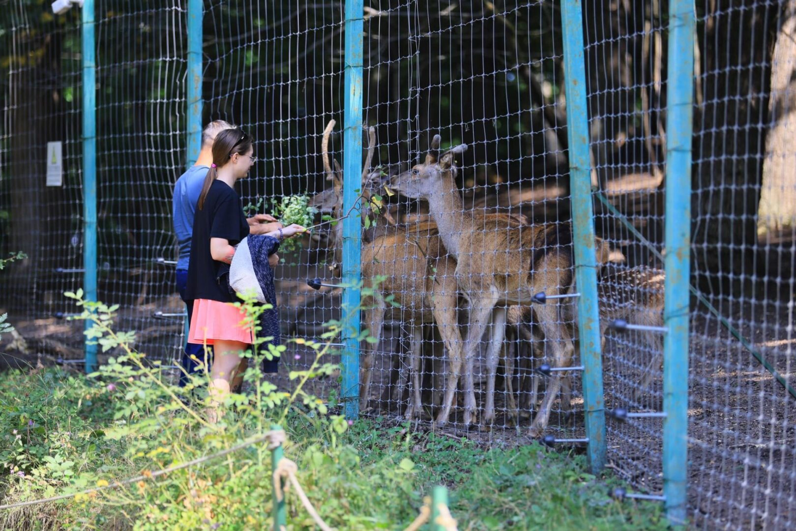 En Arménie, dix cerfs seront relâchés du Centre d’élevage des cerfs du Caucase de Dilidjan dans la nature en septembre