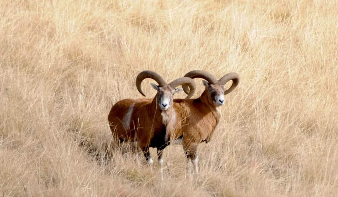 Des mouflons arméniens ont été repérés sur le territoire du complexe de biosphère « Zangezur » dans la région sud de l’Arménie