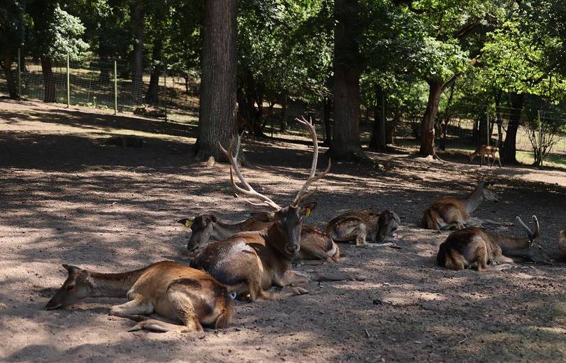 En Arménie un nouveau groupe de 10 cerfs élaphes du Caucase a été relâché dans la nature