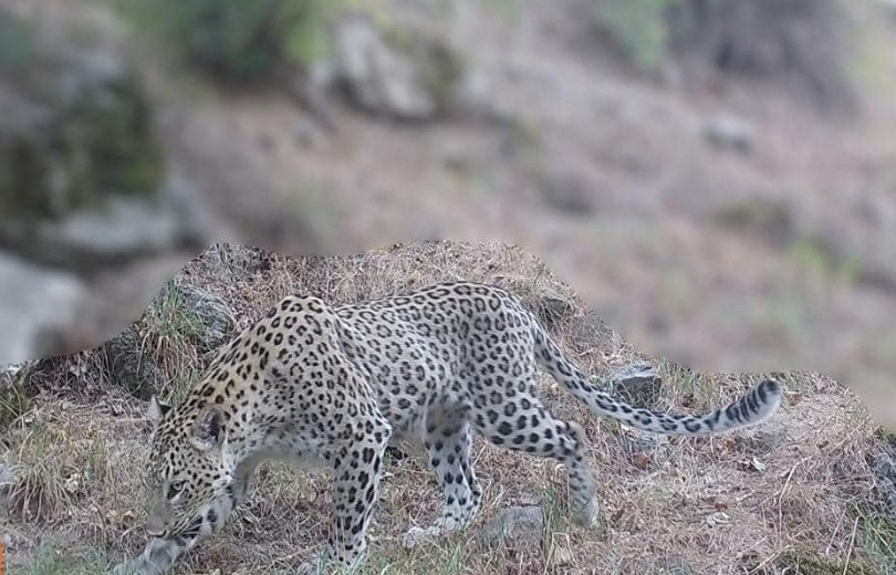 Le seul léopard femelle d’Arménie a été enregistré à nouveau sur le territoire du complexe de biosphère « Zangezur » dans la région de Syunik au sud de l’Arménie